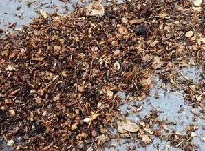 变废为宝自制家庭花肥营养土 不臭还能省一笔钱...