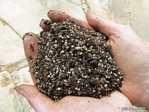 养花是用纯基质,还是用菜园土,为啥不结合起来