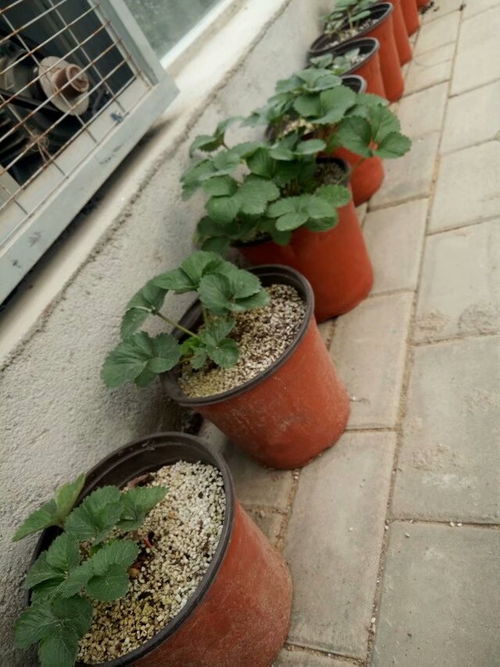 厂家直销园艺珍珠岩种菜养花高空菜园营养土保温保水保肥轻且不流失