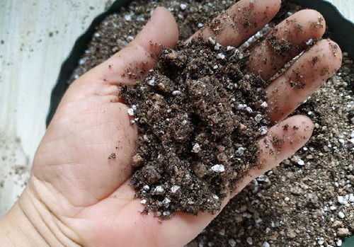 网购营养土,价格差异大,明白这几点,不花冤枉钱