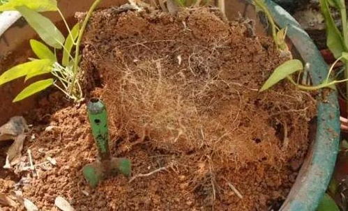 养花没有营养土 将挖来的它简单一处理,花草蹭蹭长爆盆