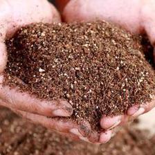 干货!用这10种“废品”养月季花、栀子花,比买来的营养土都好使