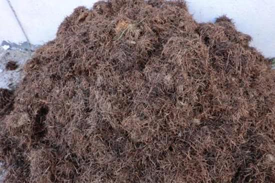 有一种营养土,开春正好用,肥力比普通的要丰厚,养花好处多