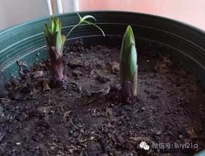 是时候该给你的盆栽松松土了