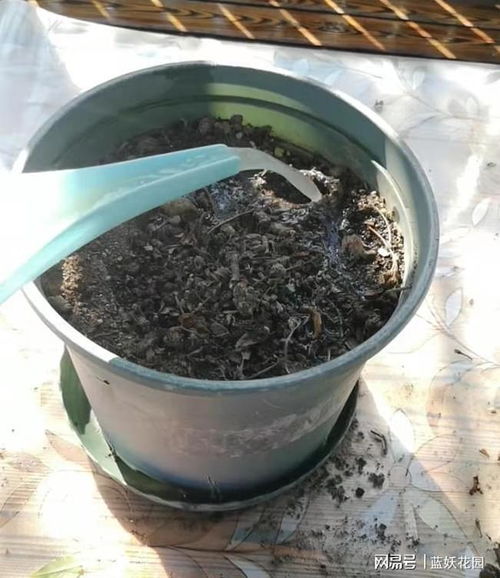 秋日焕新 旧花盆土三天变身肥沃营养土，蓝妖教你简单操作